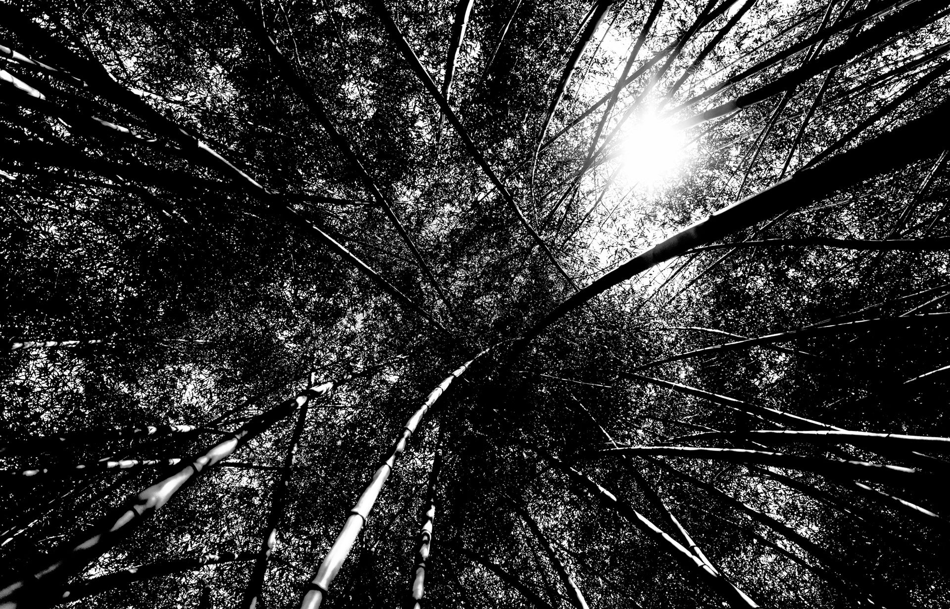 Danza con la tua natura, immagine della foresta con alberi danzanti